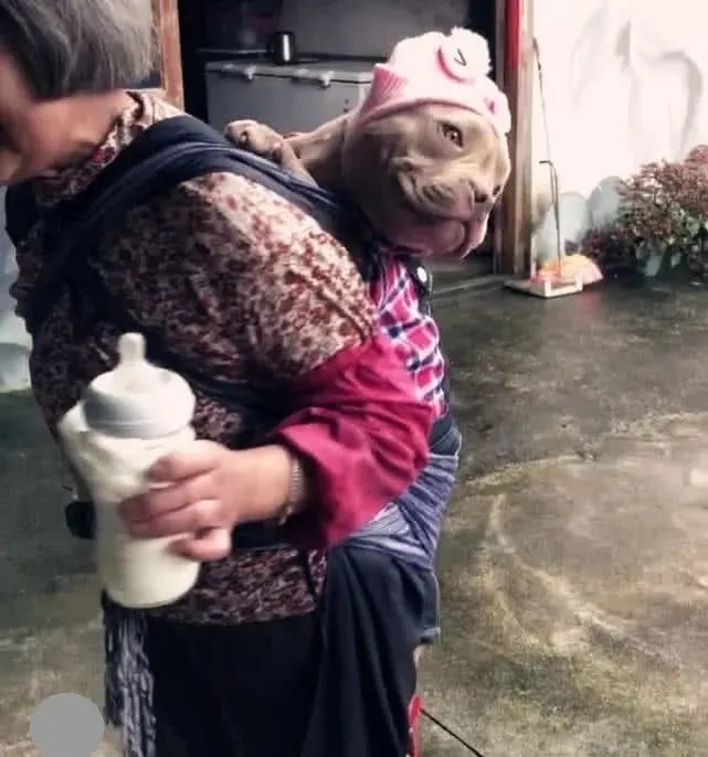 担心奶奶在老家生活孤单，送了小狗狗当礼物，