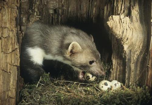 自然界动物捕猎趣闻-第8张图片-大千世界