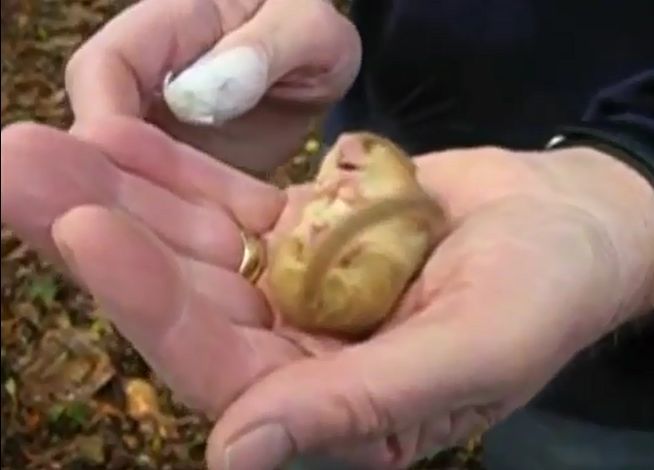 这小东西只有5年寿命，其中4年都在睡觉，睡觉时会把自己饿死