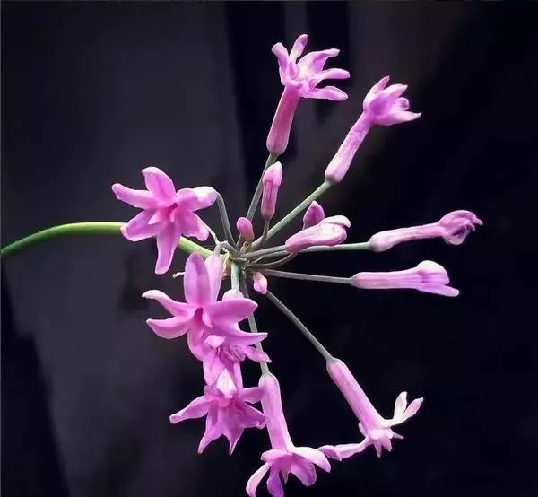 160種· 奇花異草,絕對有你沒見過的! 「下部分」
