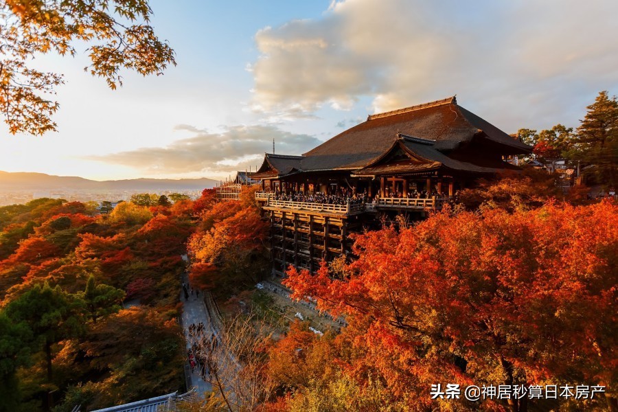 最令人期待的日本之秋，莫过于这一抹红