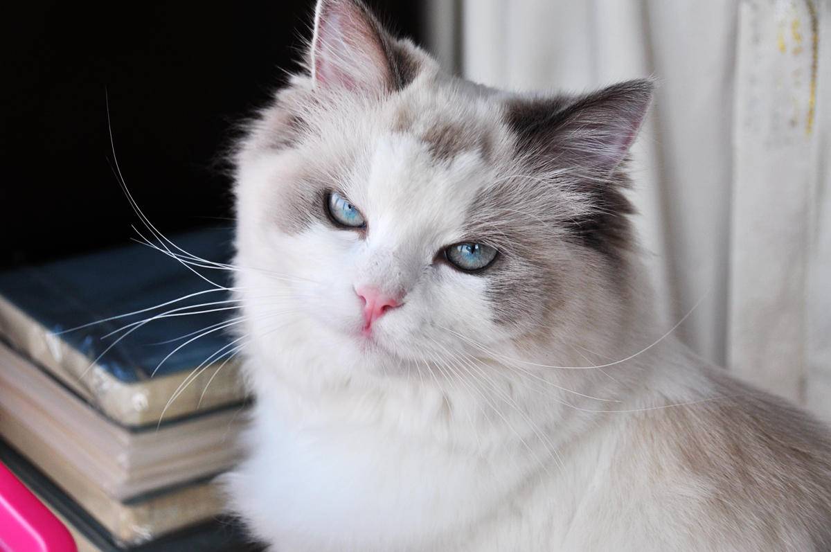 呵护宠物从吹梳开始，嗷喵喵智能宠物吹风梳体验