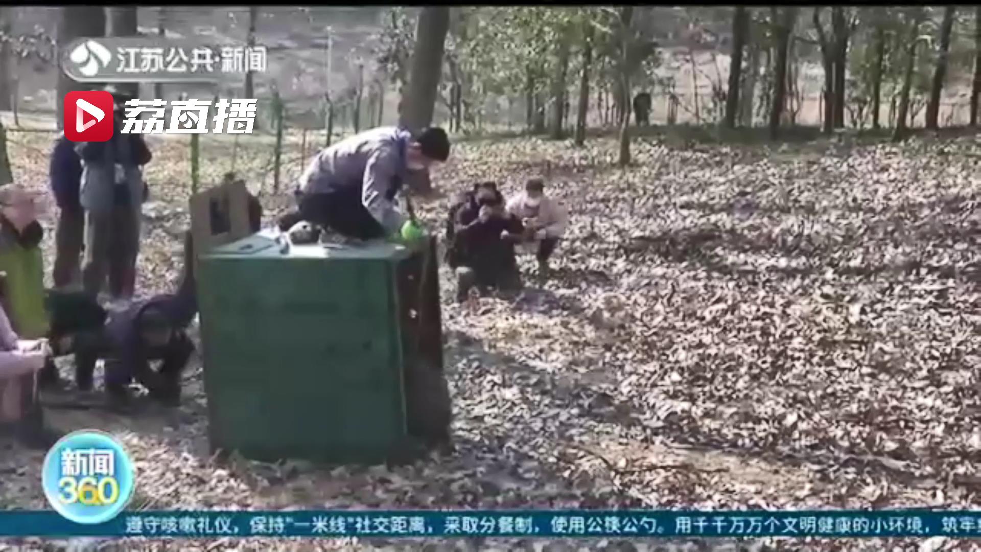 佩戴GPS项圈 南京一被救助野猪回归山林：其境遇反映森林生态健康状况