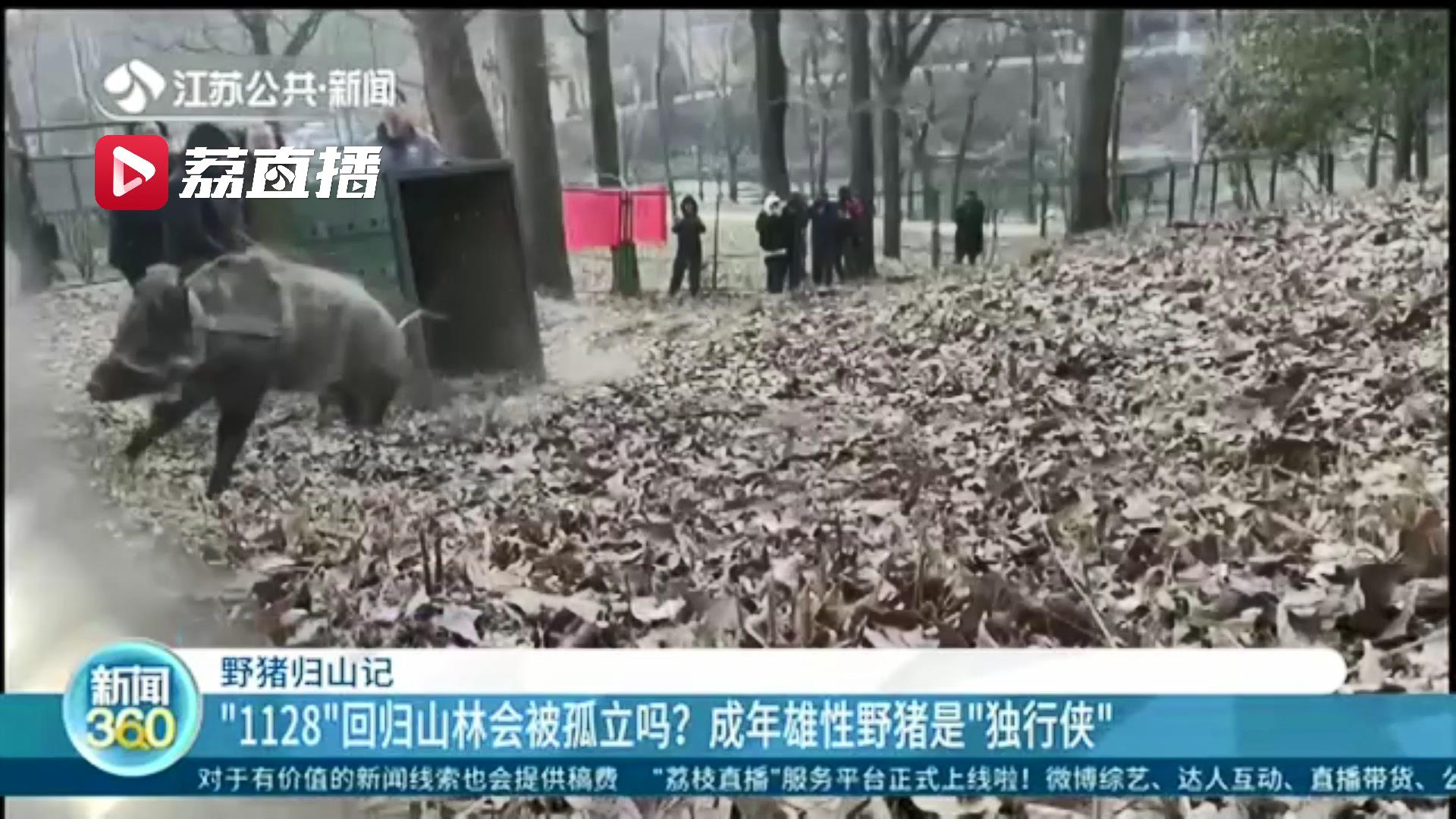 佩戴GPS项圈 南京一被救助野猪回归山林：其境遇反映森林生态健康状况