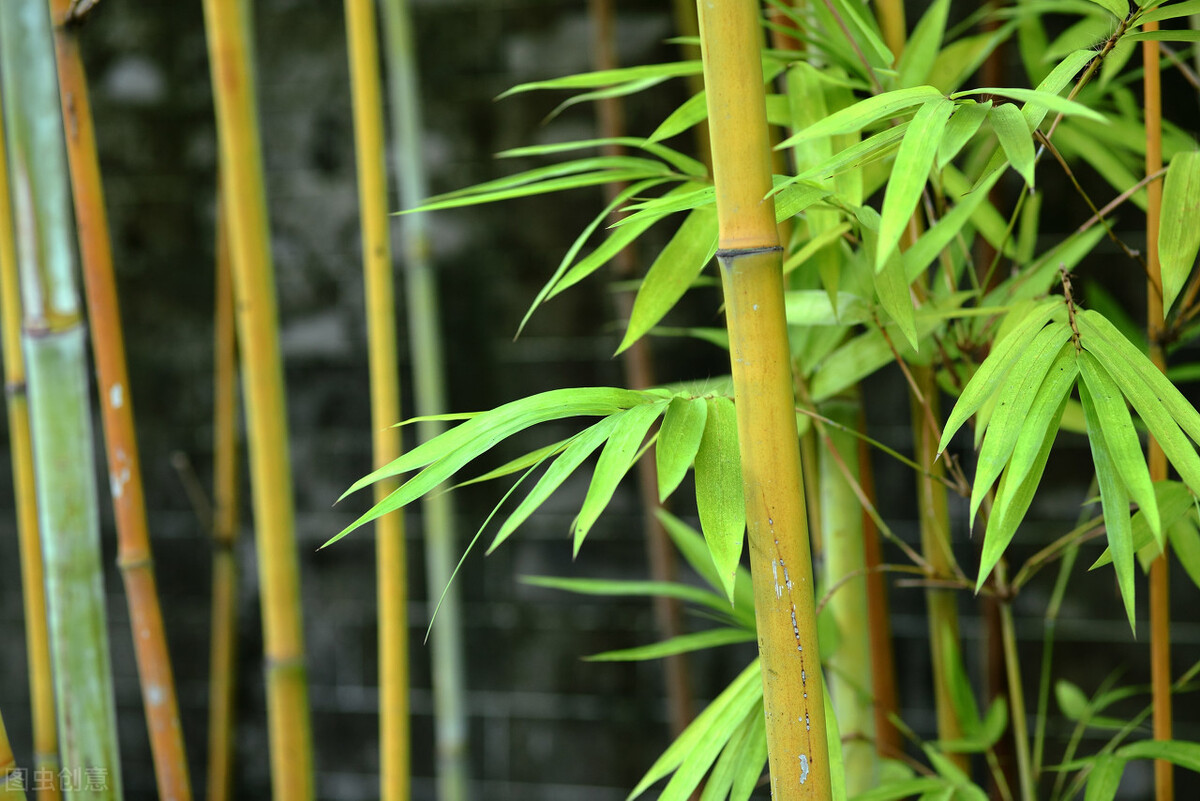 刘存发词集《清风之素心咏梅兰竹菊三百首》——花非花七首