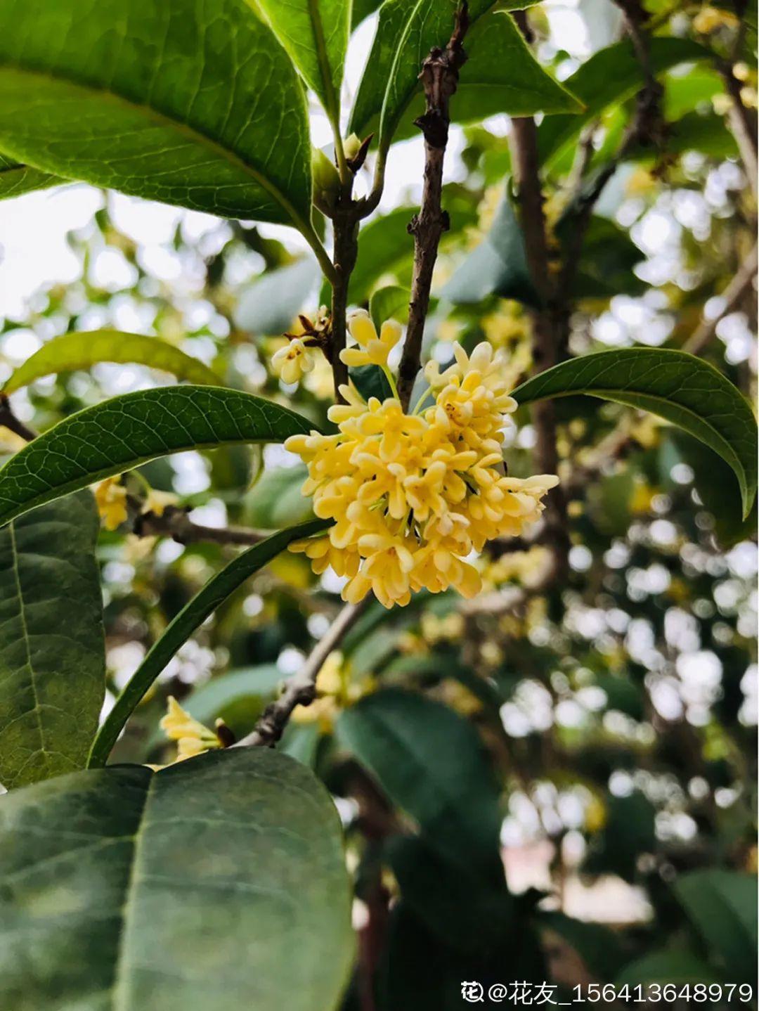 20种花秋天浇水避坑指南，现在就注意，来年长更好