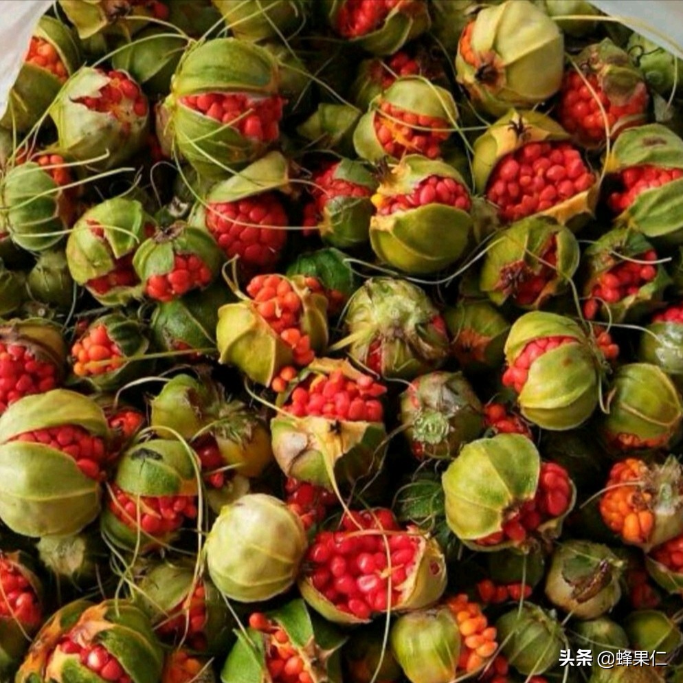 重楼种植技术：名贵中草药重楼怎么种植？这些特性你**要牢记