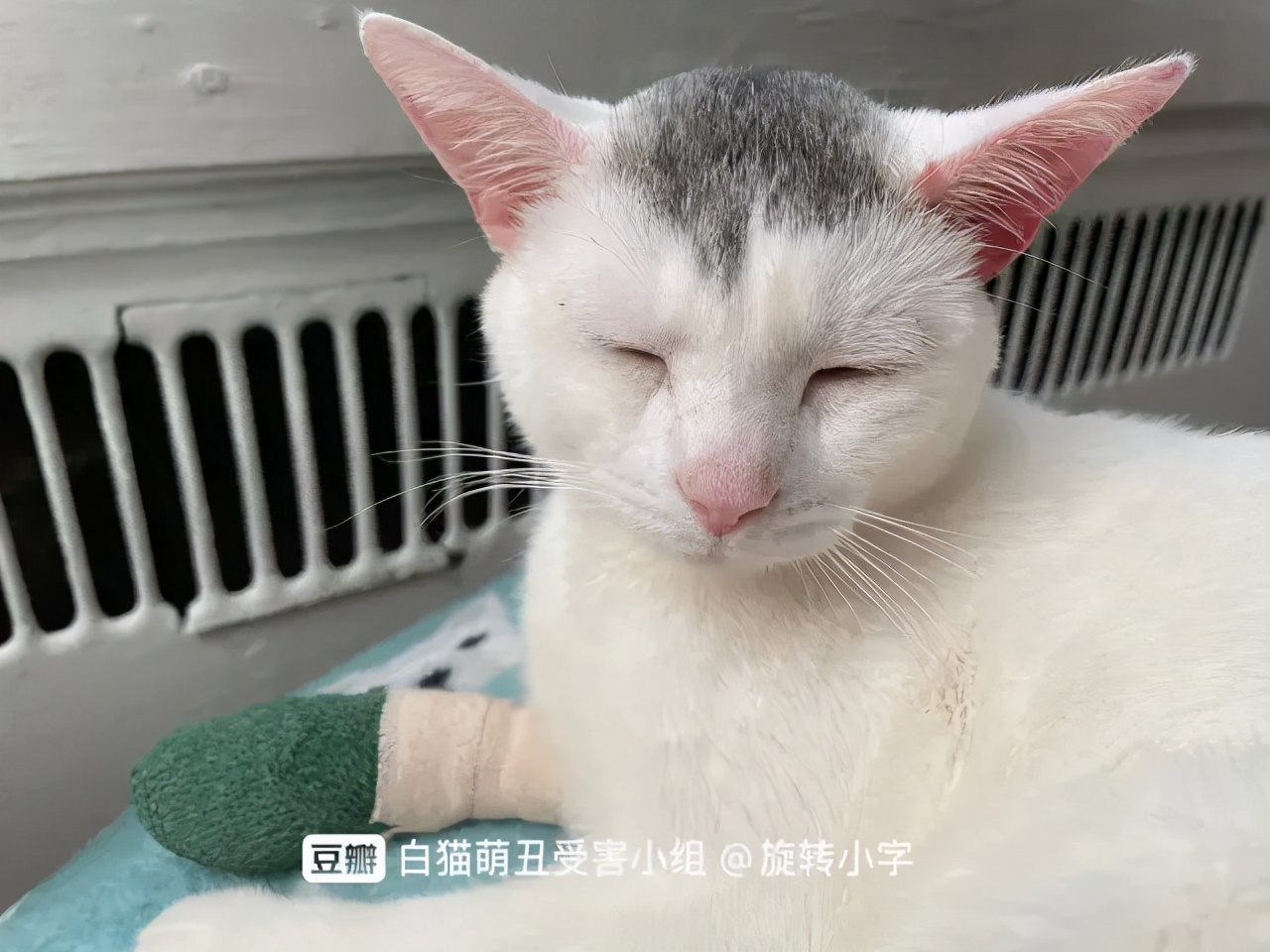 救命 我家的猫越长越丑了 每日豆瓣 Mdeditor