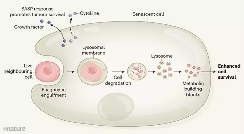 Ȩ���о�����ϸ��������Ѫ���������ڣ����Ƿ������ж������