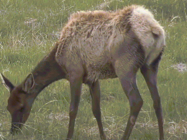 食草動物只吃素？牛馬羊鹿也吃雞
