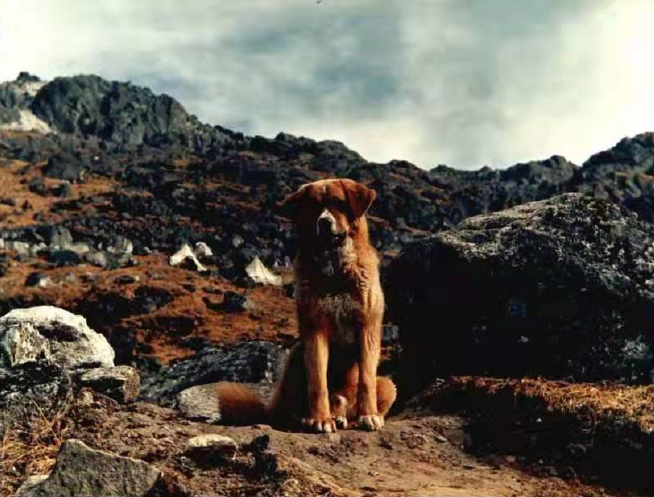 中國(guó)軍犬成反擊印軍越線挑釁的功臣