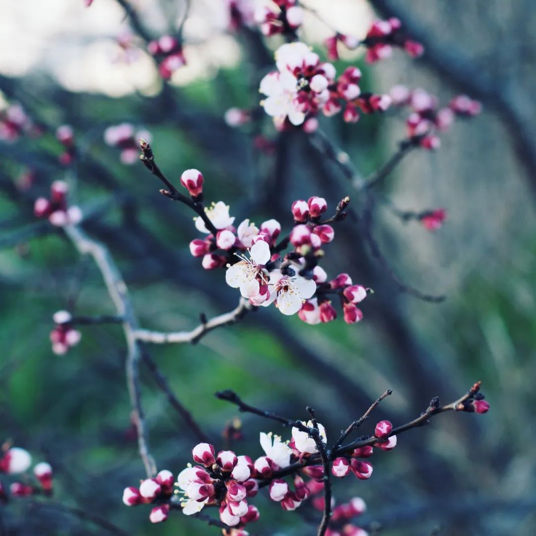 最美的花，开在唐诗宋词里，醉了整个春天-第17张图片-诗句网