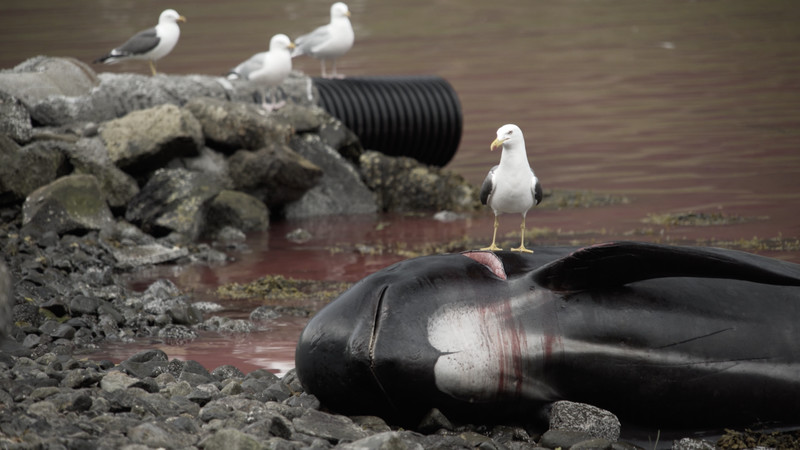 丹麦十年屠杀6500头鲸，海面血红只为过节，跟日本捕鲸有何区别？