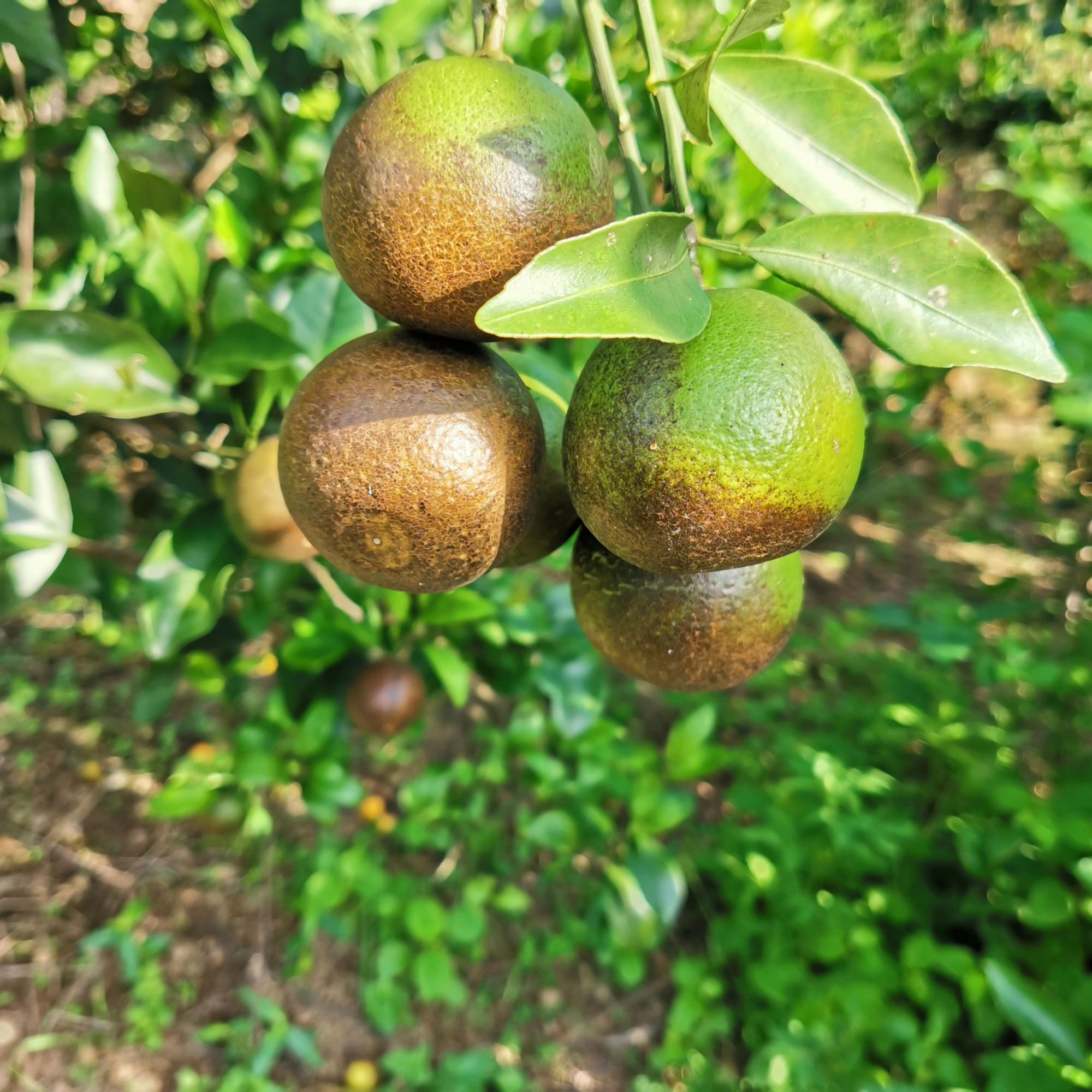 柑桔出现黑皮果现象既影响品质又减产怎么办防治方法在这里