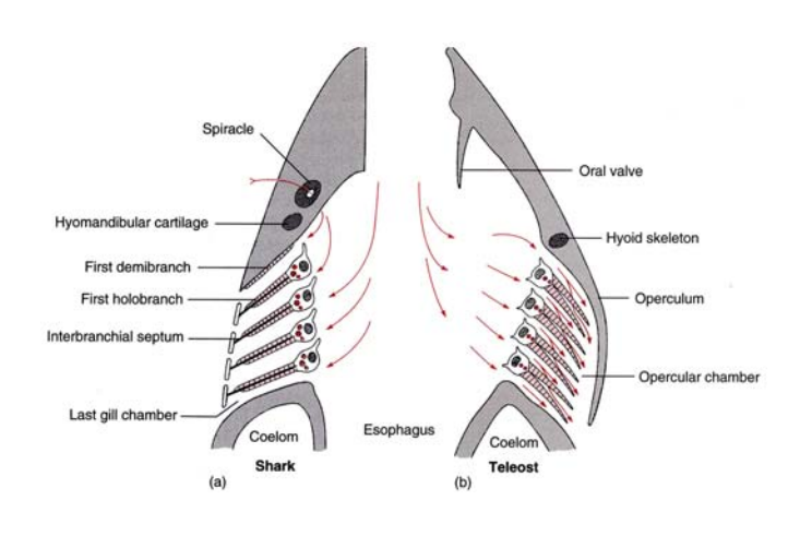 金枪鱼必须不停地游否则就会死口腔抽吸与冲撞换气