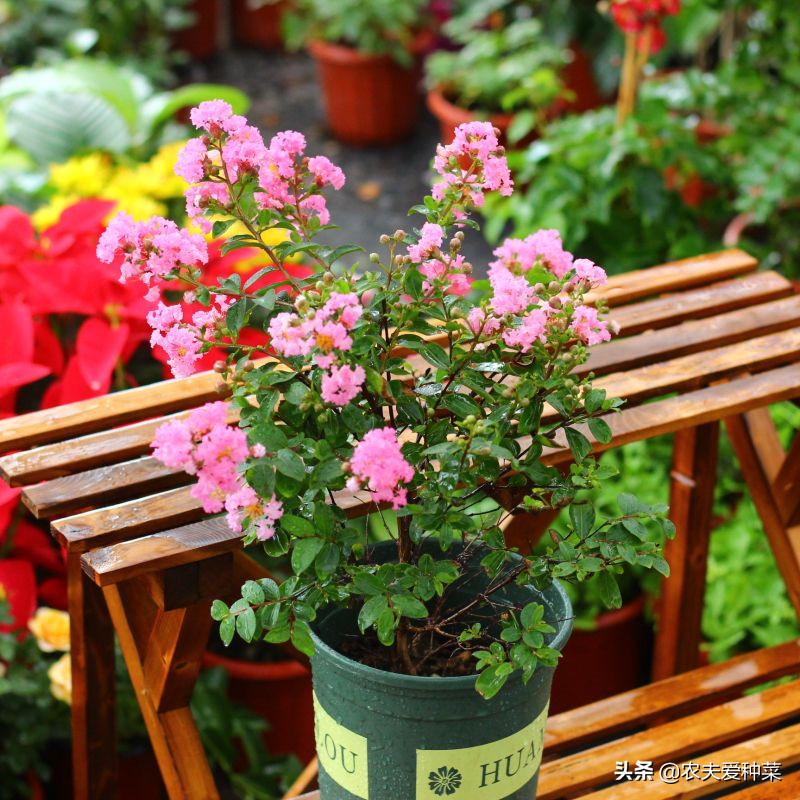 此花名叫 百日紅 越熱越開好 花朵美艷 養一棵滿樹繁花 資訊咖