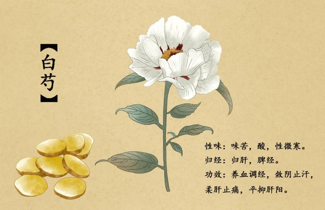 念桥边芍药，年年知为谁生？药师话白芍