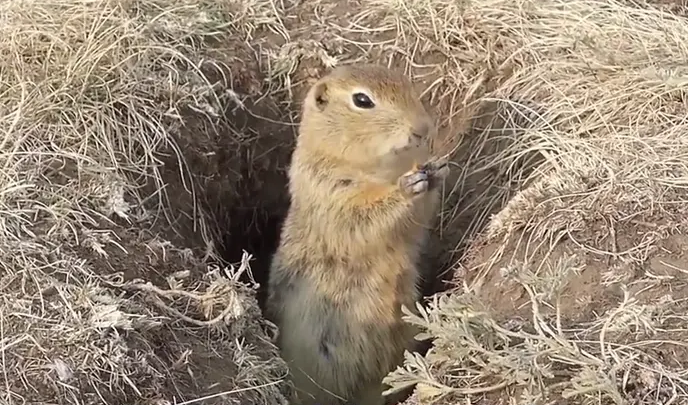 中国新疆30万老鼠集体跳崖自尽，专家给出的推测