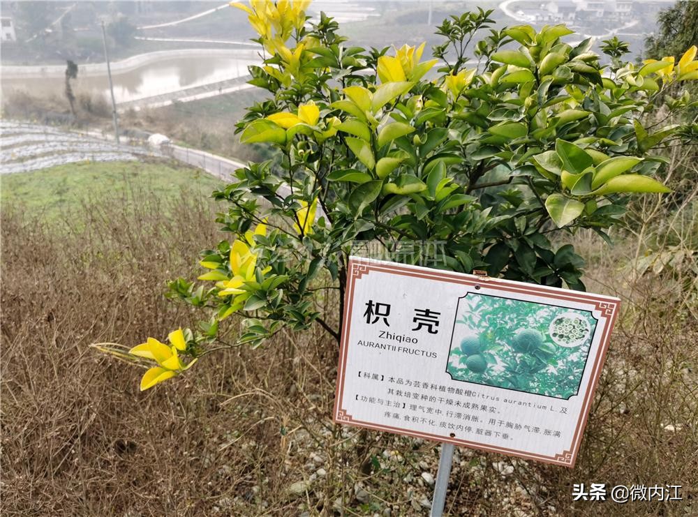 巩固“全国基层中医药工作先进单位”建设成果：内江种植中药材面积达30余万亩