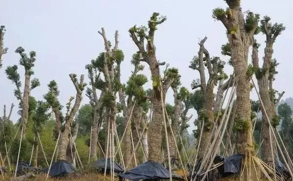 园林植物栽植养护十八问（实用技术要点）