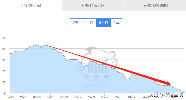 卖一头猪亏1000元！又一坏消息确定！养殖户的考验才刚开始