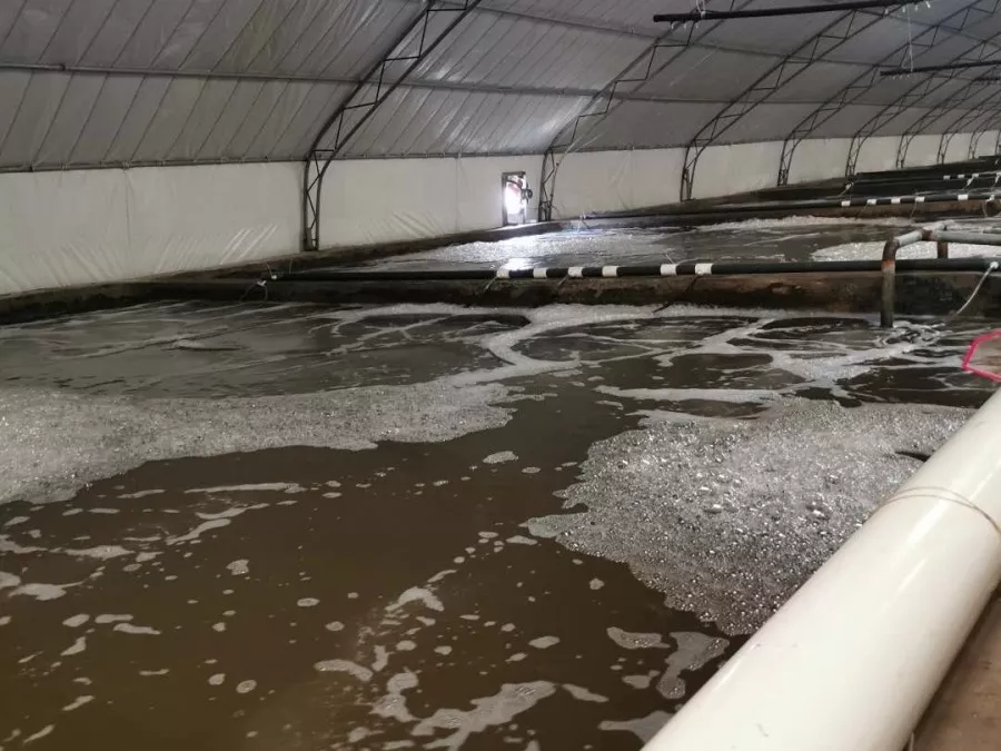 虾病难治,重在预防!工厂化养虾日常实用管理要点——常见问题篇