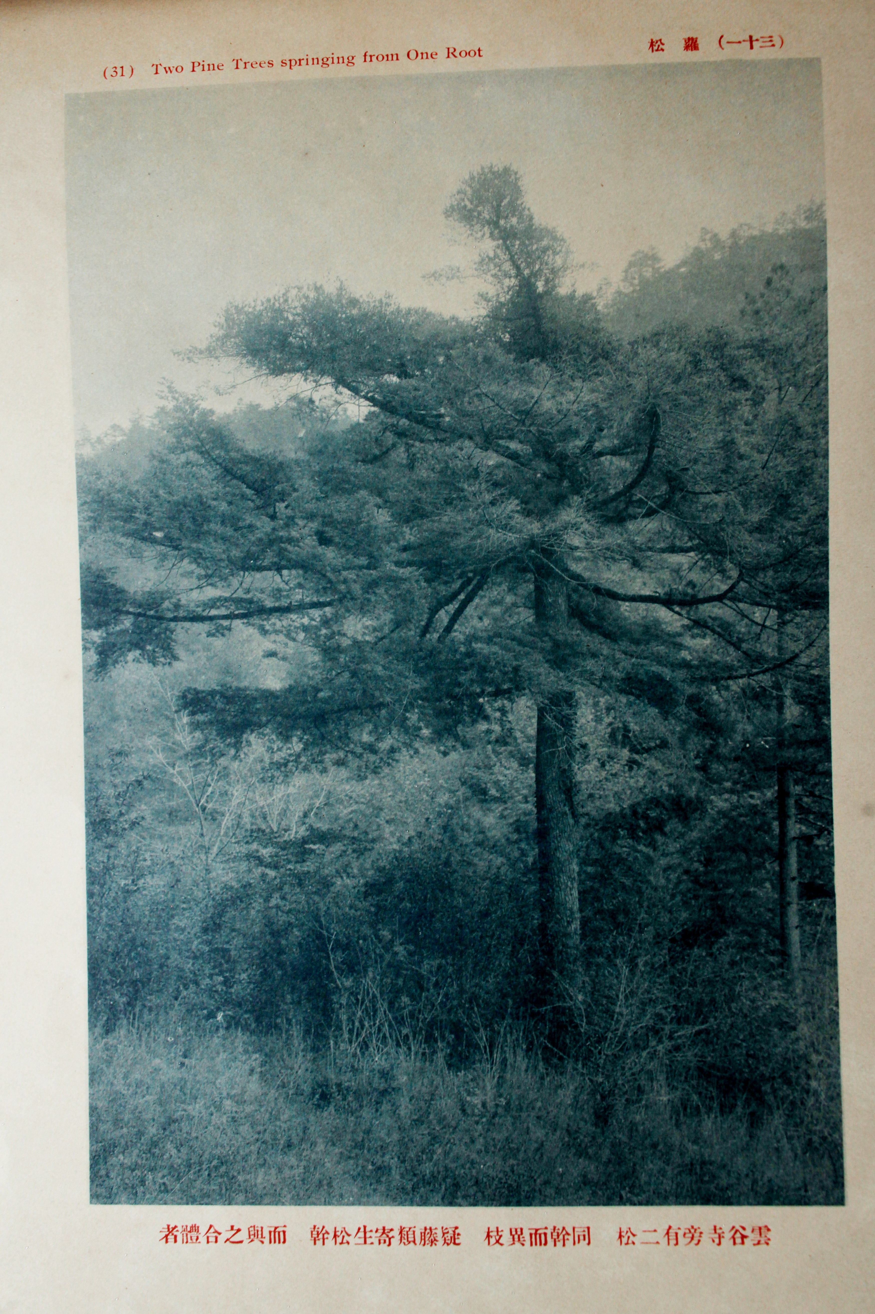 史上最早的黃山老照片，1914年黃炎培黃山行攝記