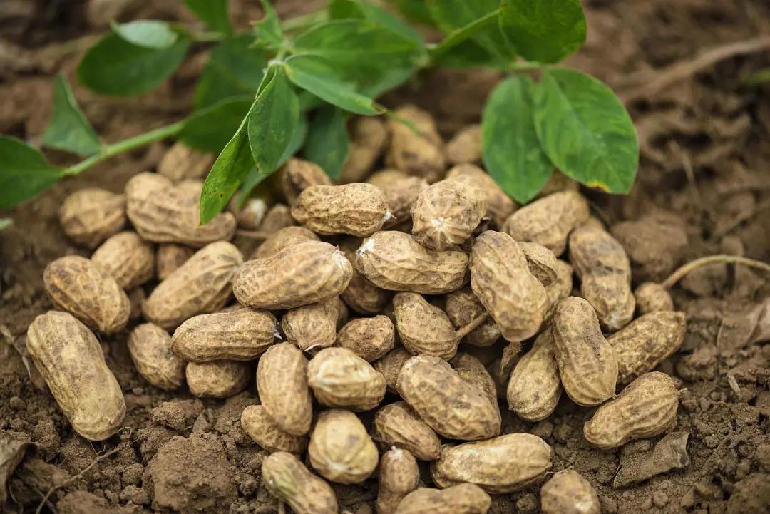 不相同在中国有落花生,落生,地豆,豆仁,长果果子,涂豆,番豆等多种叫法