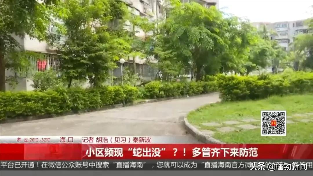 吓人！海口一小区频繁“蛇出没”，住户们心慌慌，哪来的？