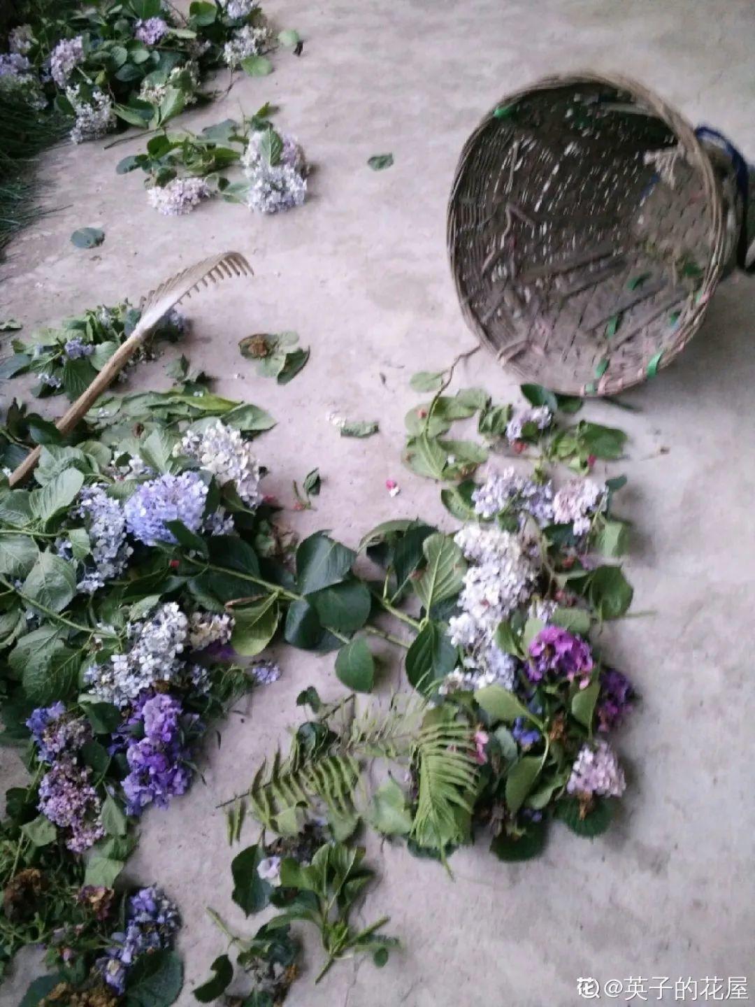 绣球 桂花别着急搬屋里 外边冻一冻 开花更多 Zh中文网