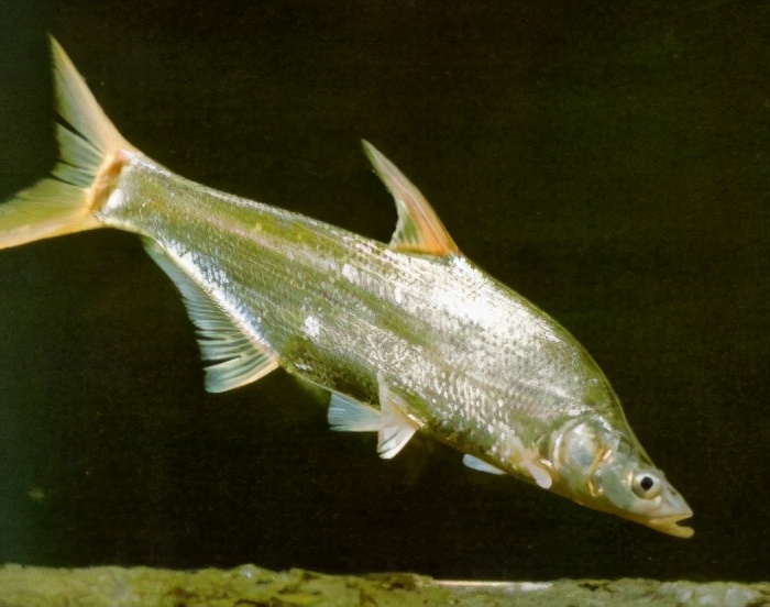 中国淡水鱼图集二90169