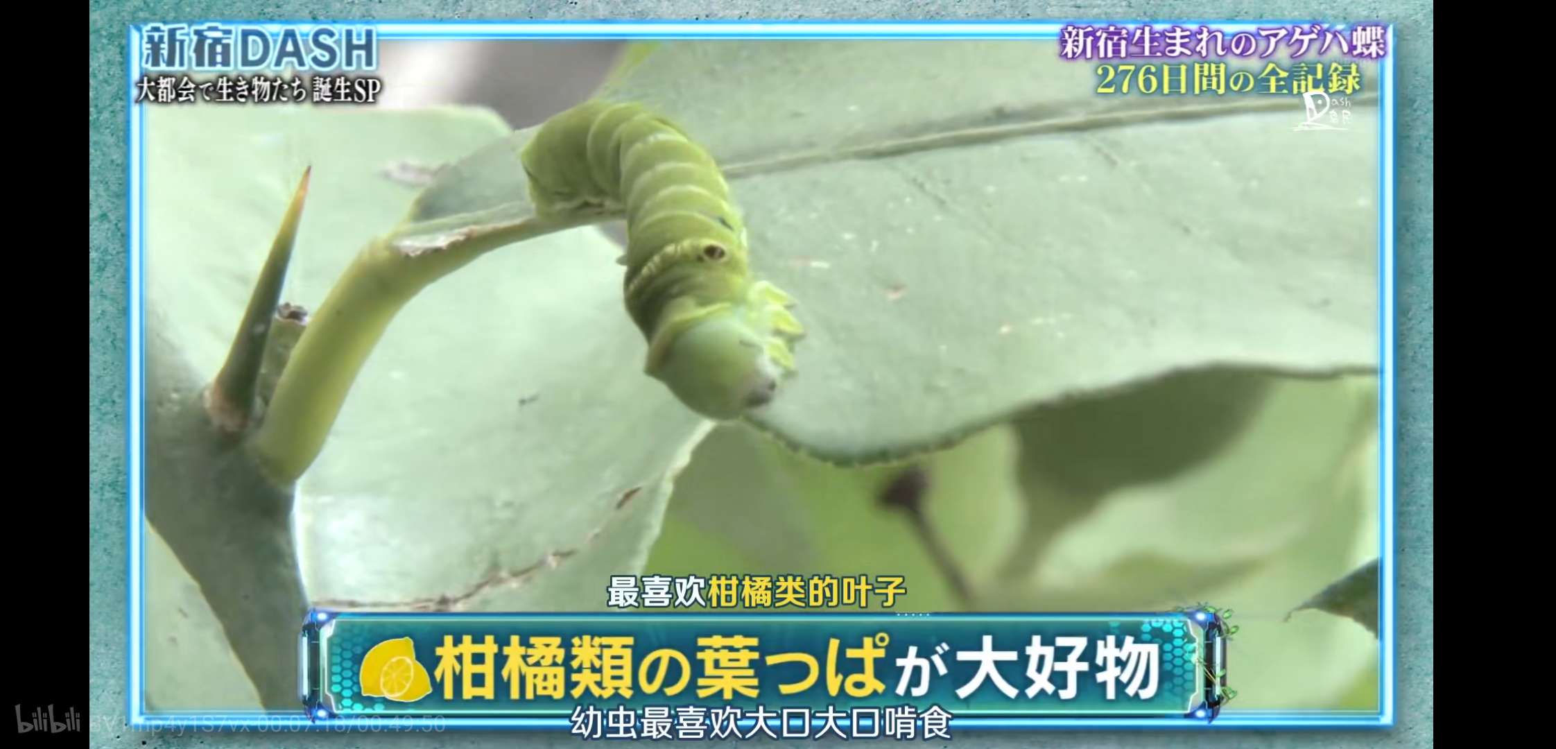 胆小慎入！这个日本综艺，花276天把一只大青虫拍得热血又中二