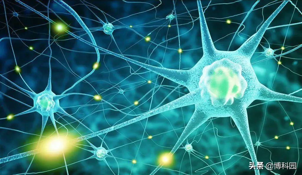 最新发现：衰老神经元会积累DNA损伤，有助改善记忆和认知能力