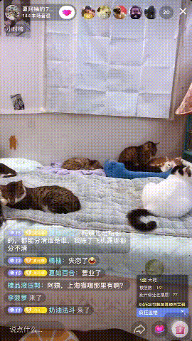 在抖音直播间，这些猫咪找到了新主人，干货？