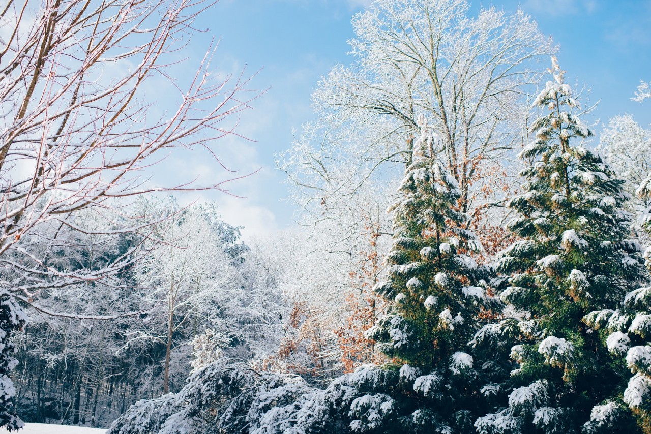 16首经典咏雪诗词，冬如画，雪如诗，赏尽冬雪之雪-第11张图片-诗句网