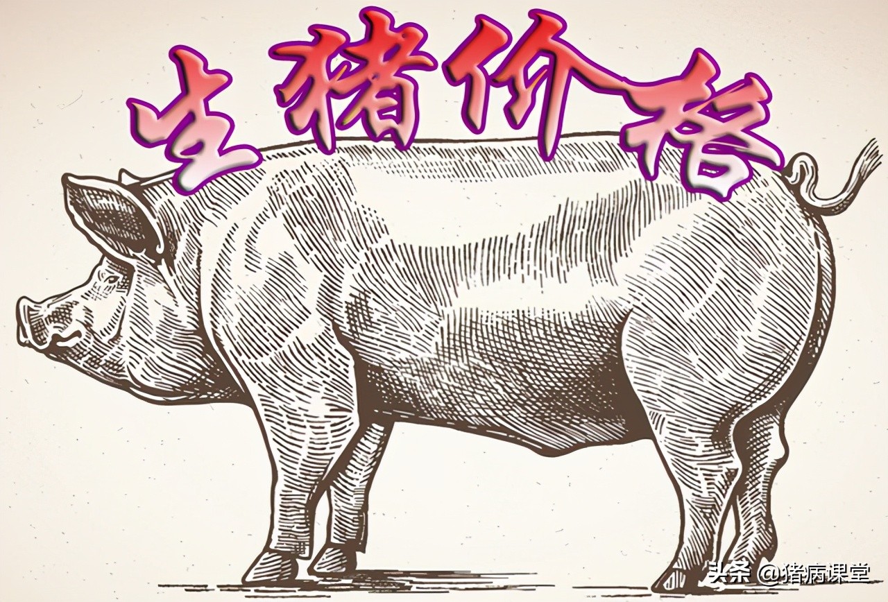 生豬價格｜3月31日全國生豬今日價格呈現(xiàn)及未來豬價展望