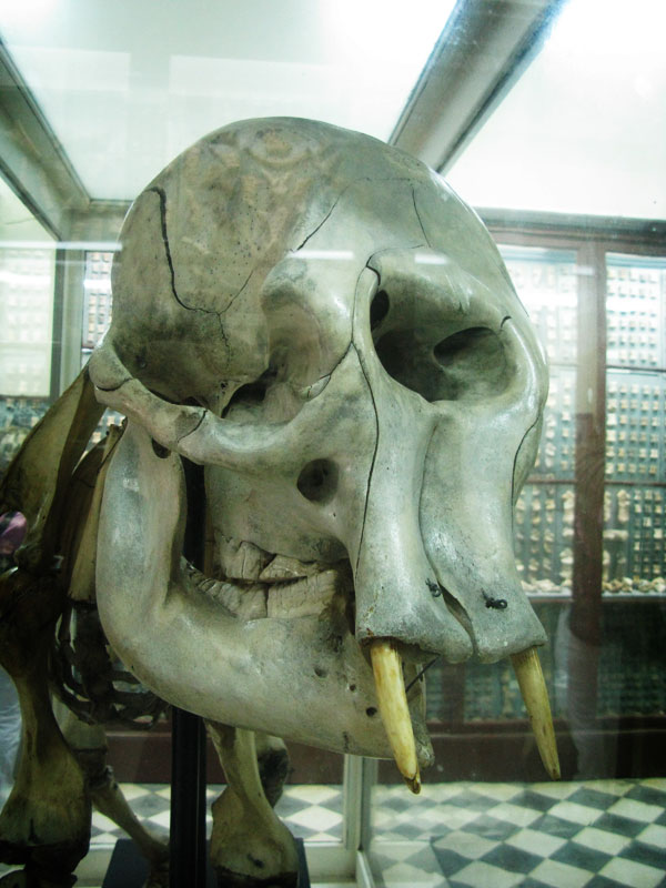 主要是一些史前大象的头骨化石,也容易被人们当作独眼巨人存在的证据