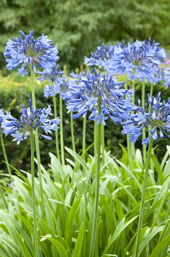 夏日11款熱門花卉 你家有嗎 西沐花園 Mdeditor