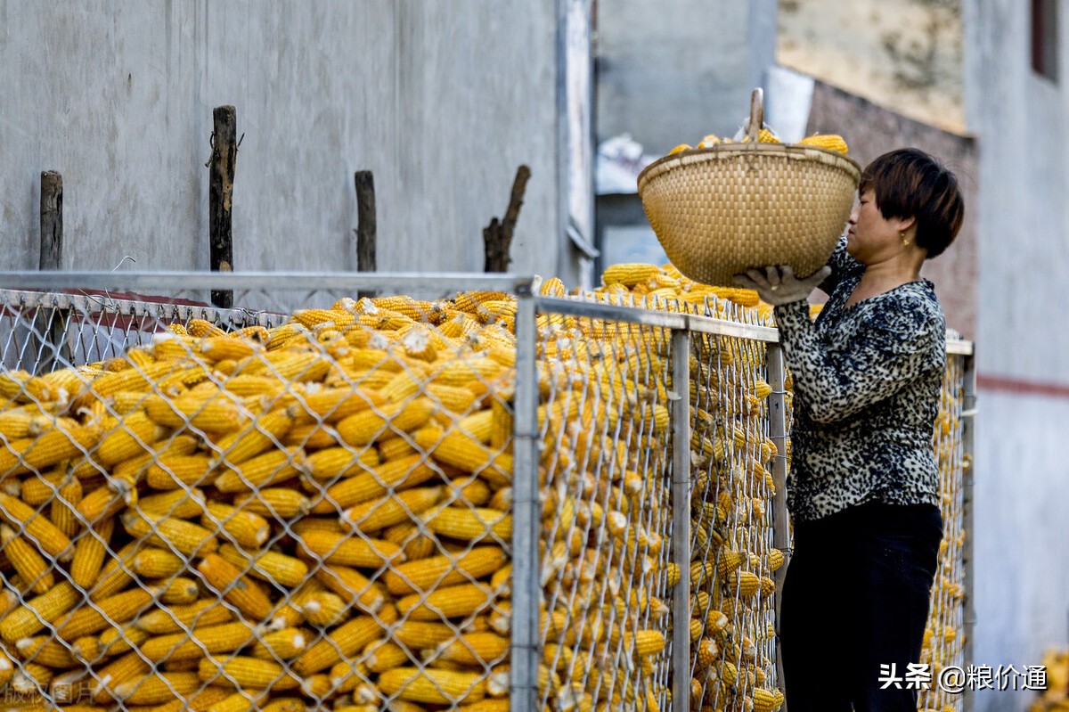 玉米下跌扩大，但有2个好消息，有上涨希望！