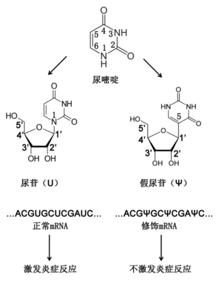 诺奖风向标来了!mRNA技术获拉斯克临床医学研究