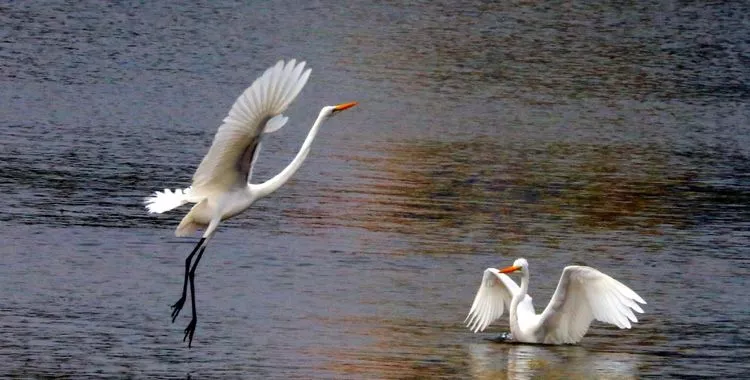 许昌这个湿地公园惊艳了时光，温柔了岁月！