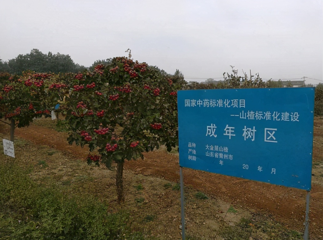 基于哪些竞争优势，经销商选择了圣八礼山楂酒