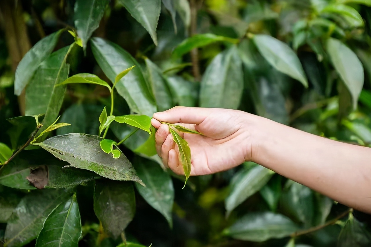 三度书咖开店手记：重庆的茶文化浓郁，为何却没有驰名产品？