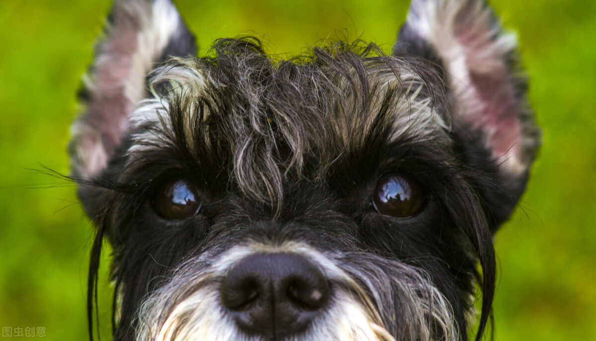 寵物常見眼病之 結膜炎 你瞭解多少 阿福和你們 Mdeditor