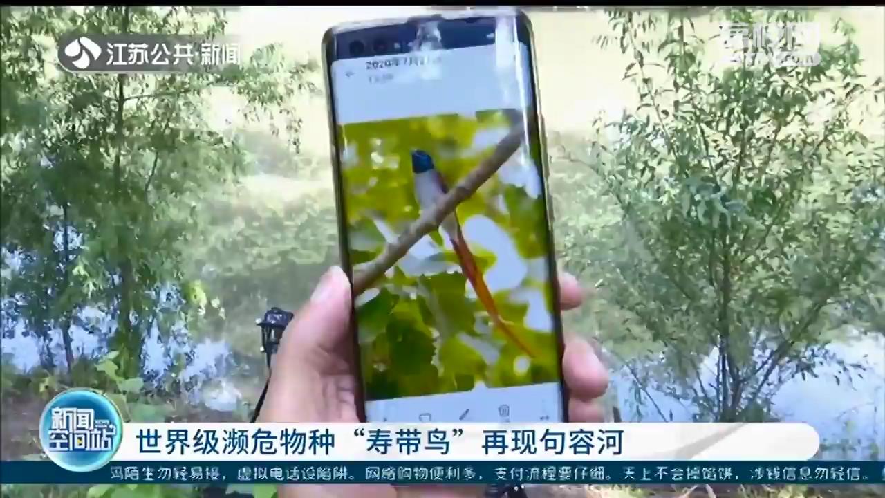 世界级濒危物种寿带鸟现句容河：意味着当地生态环境得到持续改善