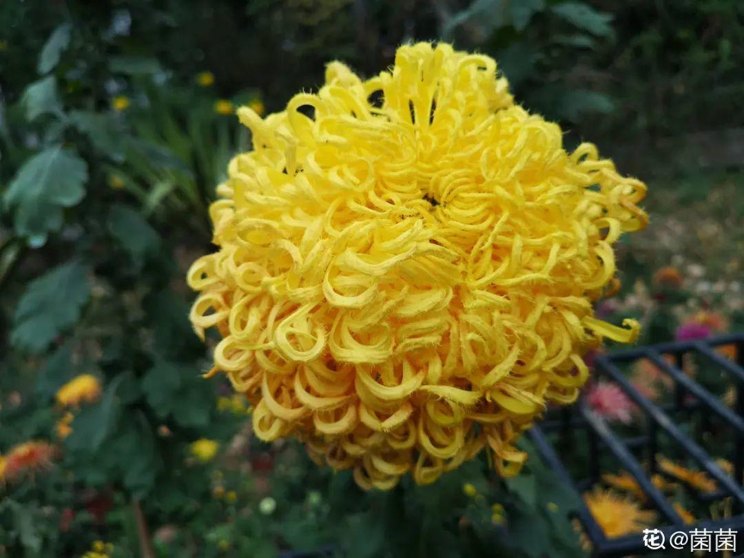 10種“臟臟”花，愛干凈的人別養，會招蟲子