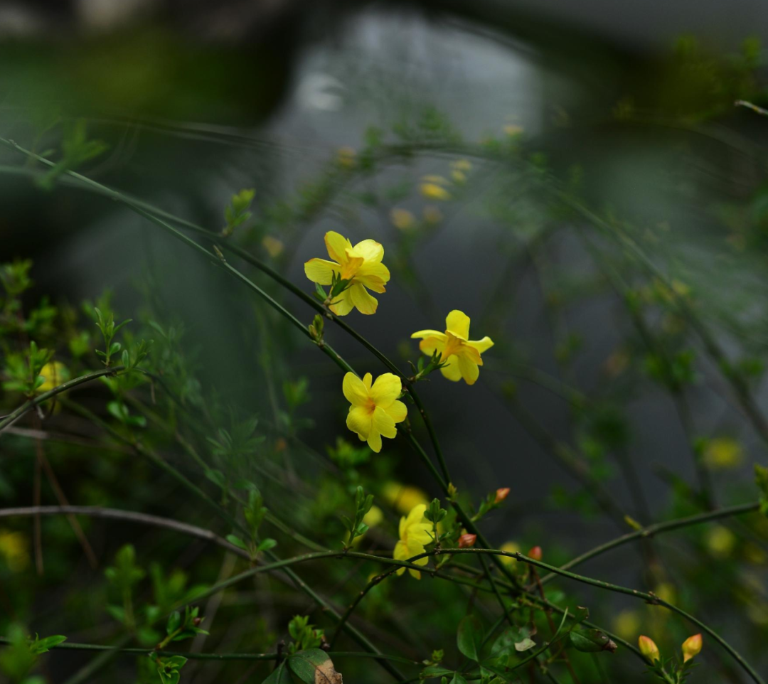 「诗词鉴赏」未腊迎春早放花，十首迎春花的诗词，傲寒迎春-第13张图片-非凡网