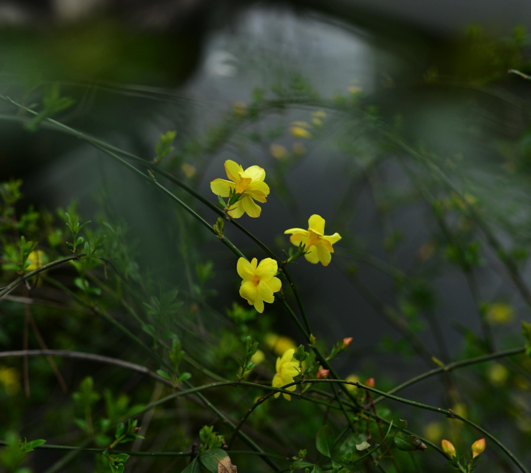 「诗词鉴赏」未腊迎春早放花，十首迎春花的诗词，傲寒迎春-第13张图片-诗句网