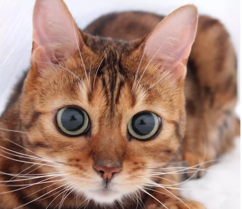 你家猫咪看你的时候眼睛变圆了吗？看到喜欢的人瞳孔会放大是真的