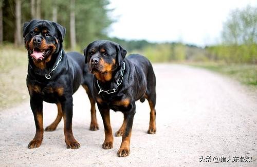 世界十大最名贵狗狗，有你喜欢的吗？